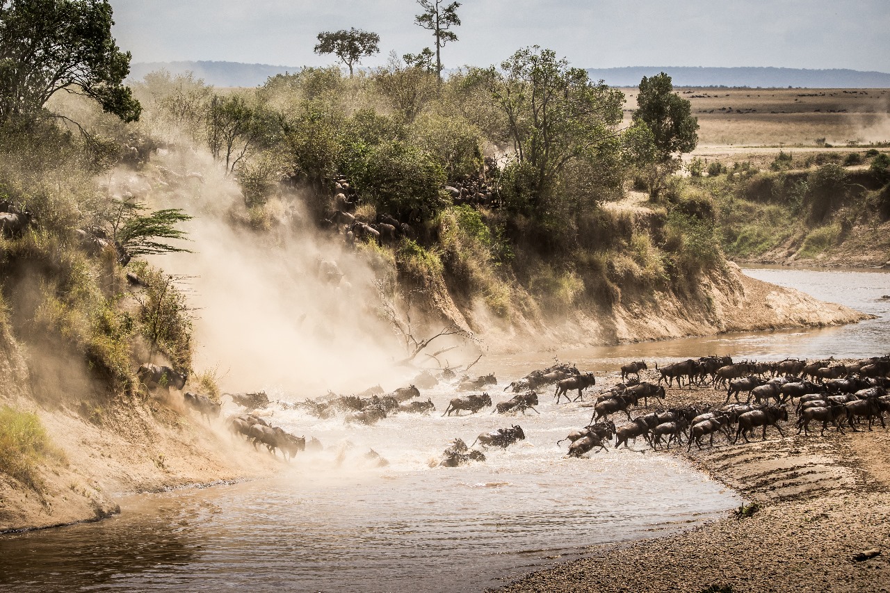 Masai Mara Safari  